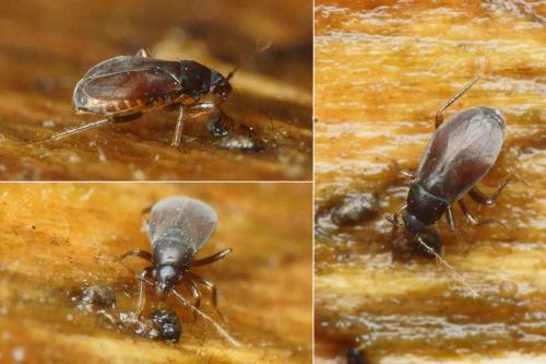 Ceratocombus coleoptratus